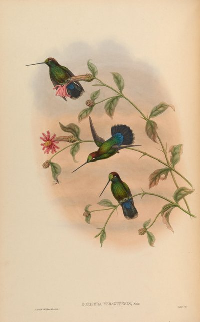 Dorifera veraguensis by John Gould